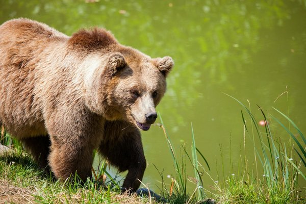 Comment organiser une croisière pour observer les ours bruns en Alaska?